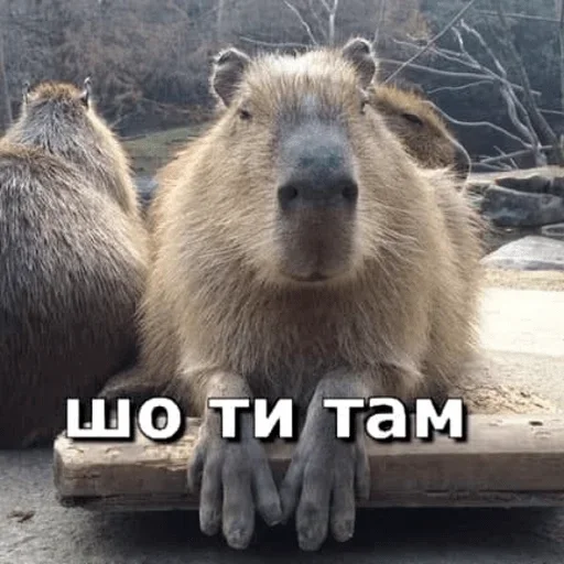 животное млекопитающее на открытом воздухе