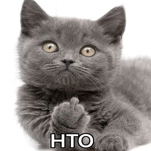 животное млекопитающее кошка