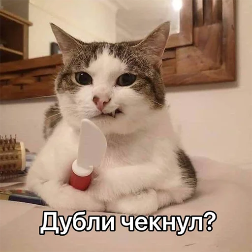 indoor small to medium-sized cats cat