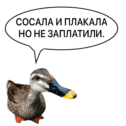 животное водная птица СМС