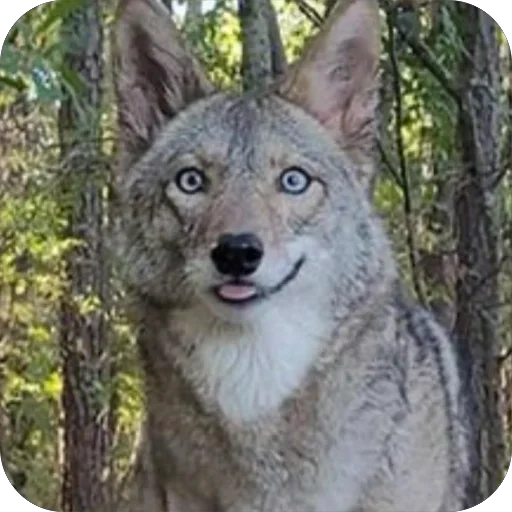 Стикер dumbassyotes - 1