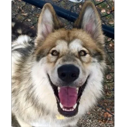 Стикер dumbassyotes - 1