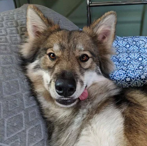 Стикер dumbassyotes - 1