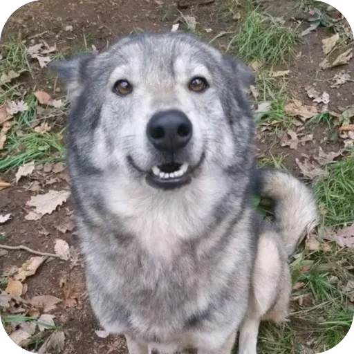 Стикер dumbassyotes - 1