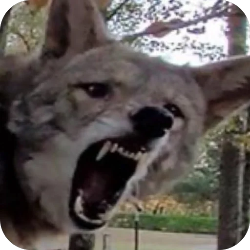 Стикер dumbassyotes - 1