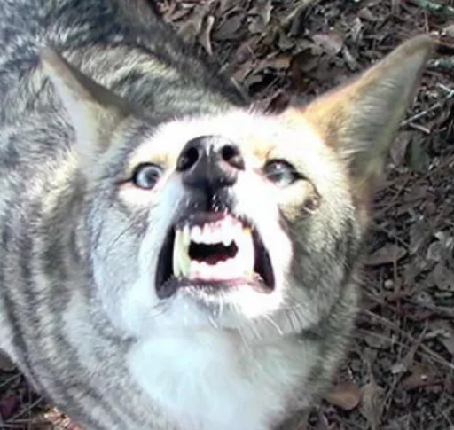 Стикер dumbassyotes - 1