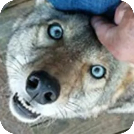 Sticker dumbassyotes - 1