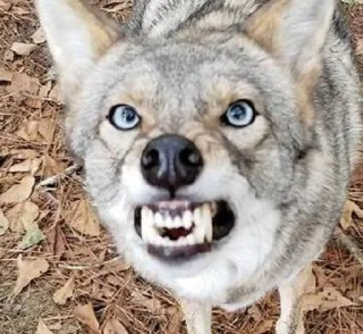 Стикер dumbassyotes - 1