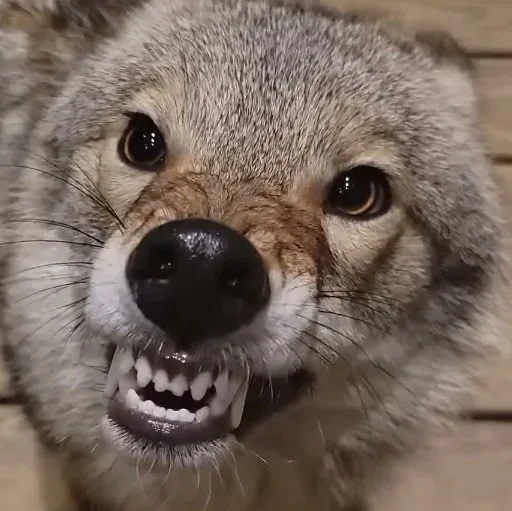 Sticker dumbassyotes - 1