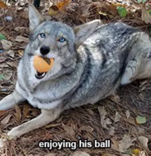 Sticker dumbassyotes - 1