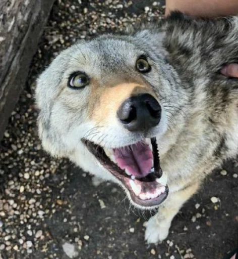 Стикер dumbassyotes - 1