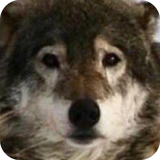 Sticker dumbassyotes - 1