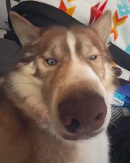 Стикер dumbass coyotes - 3