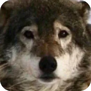 Стикер dumbass coyotes - 1