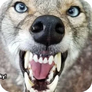 Стикер dumbass coyotes - 5