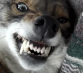 Стикер dumbass coyotes - 2