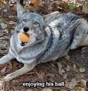 Стикер dumbass coyotes - 10