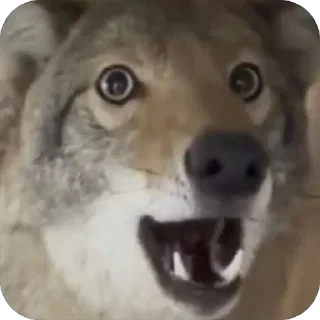 Стикер dumbass coyotes - 8