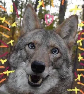 Стикер dumbass coyotes - 7