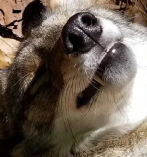 Стикер dumbass coyotes - 6