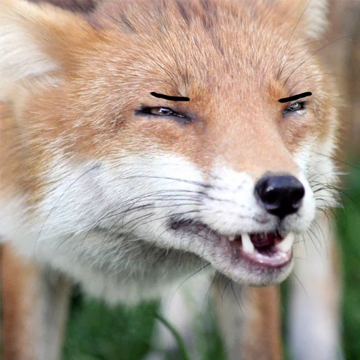 Sticker dumbfoxreacts - 1