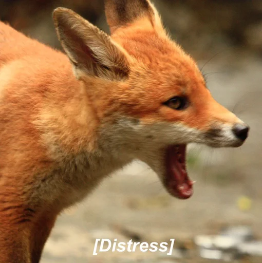 Sticker dumbfoxreacts - 1