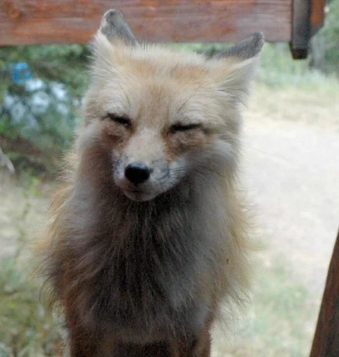 Sticker dumbfoxreacts - 1