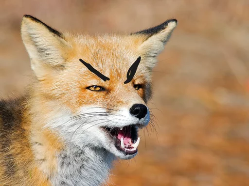 Sticker dumbfoxreacts - 1