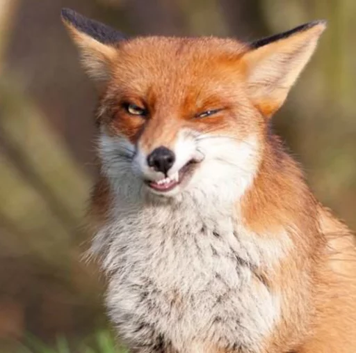 Sticker dumbfoxreacts - 1