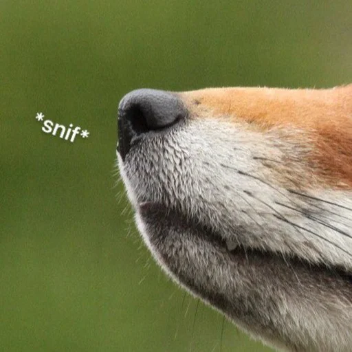 Sticker dumbfoxreacts - 1