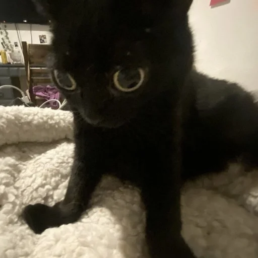 Sticker dumbmoment - 1