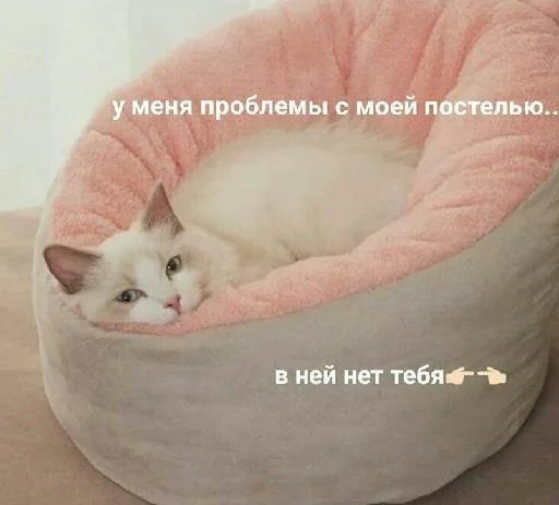 cat animal small to medium-sized cats