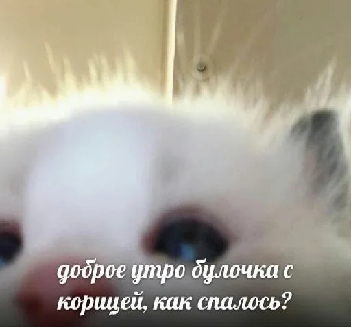 animal mammal small to medium-sized cats