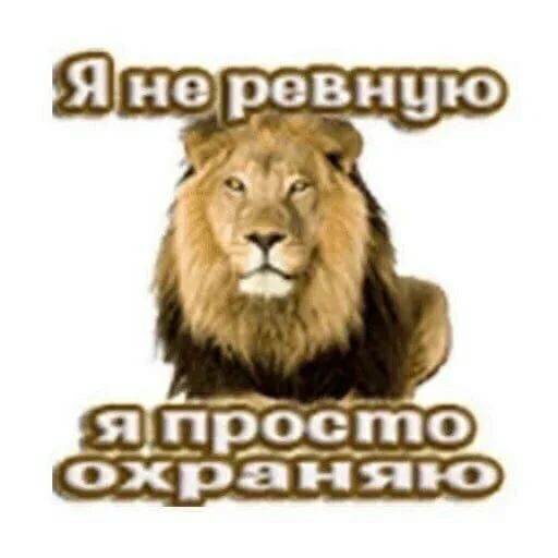 animal big cat mammal