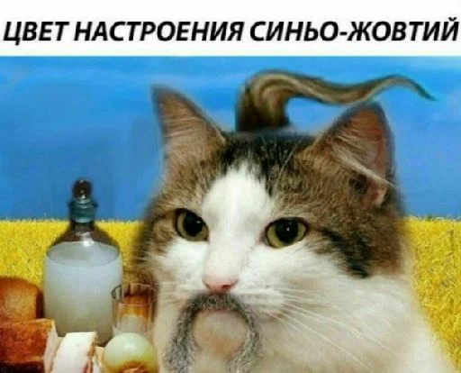 mammal animal small to medium-sized cats