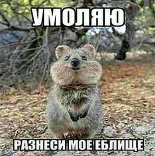 Стикер duper228 :: @fStikBot - 9