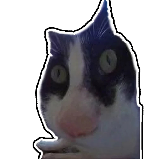 Дурацкий кот - 