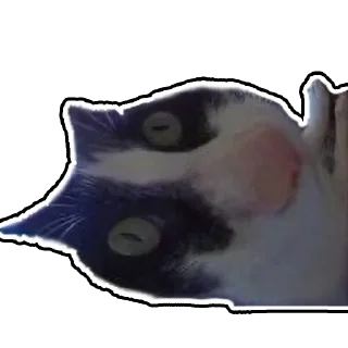 Стикер Дурацкий кот - 3