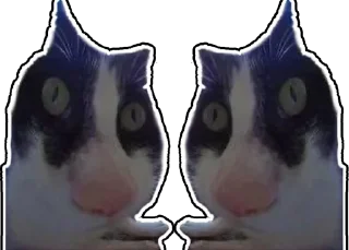 Стикер Дурацкий кот - 1