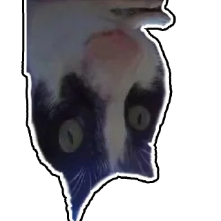 Стикер Дурацкий кот - 6