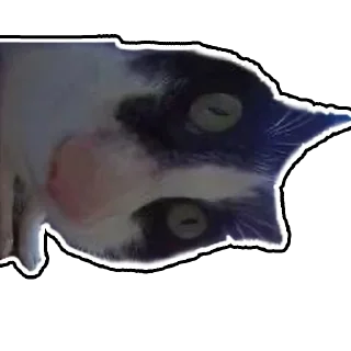 Стикер Дурацкий кот - 8