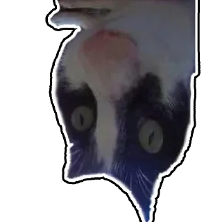 Стикер Дурацкий кот - 7