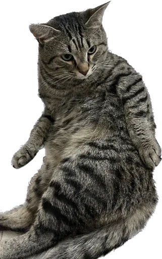 Sticker дуры - 0