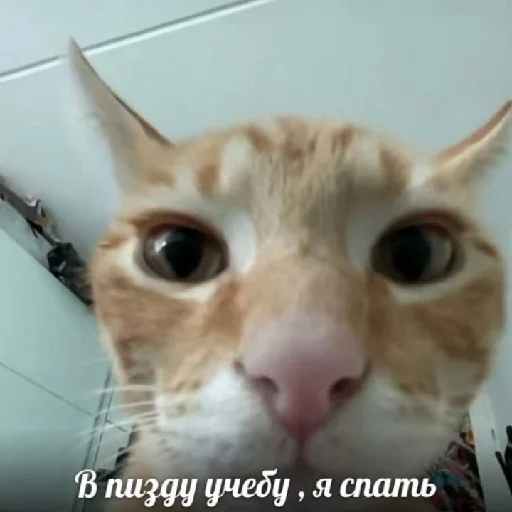 двадцать 2 шыш надцать - 