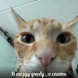 Стикер двадцать 2 шыш надцать - 3