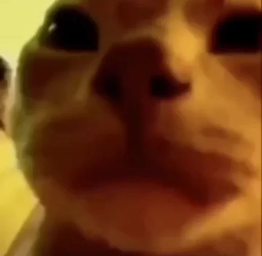 кошка комнатный