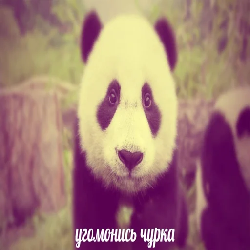 Стикер dvestiodinpack - 1