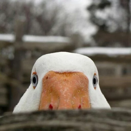 animal bird aquatic bird