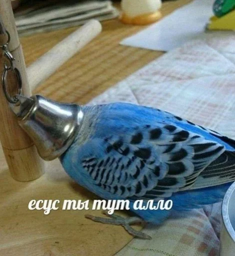 птица животное комнатный