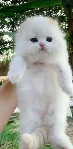 Sticker dwcSfjl_by_achestickbot - 1